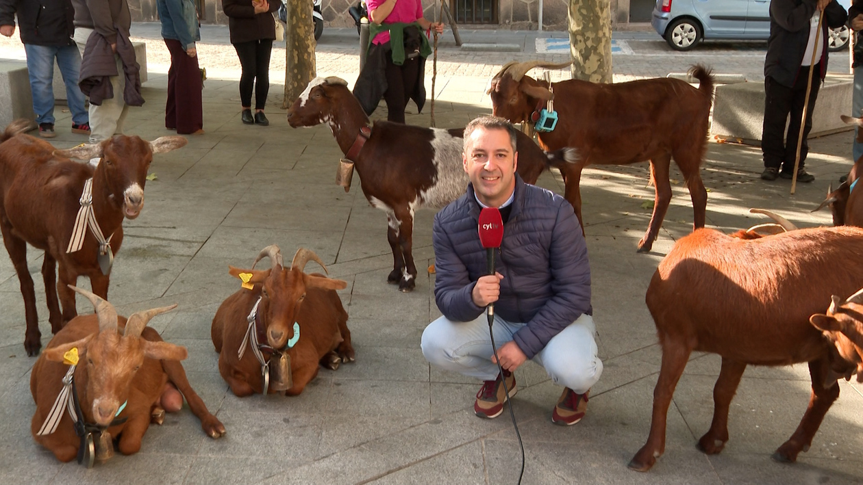 La trashumancia de las cabras guisandesas hacia Madrid