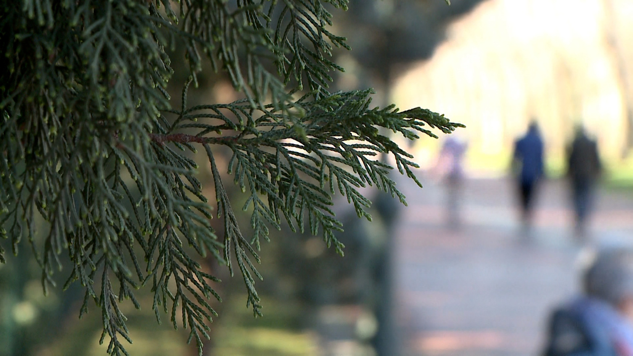 La lluvia de otoño anticipa una difícil temporada de alergias