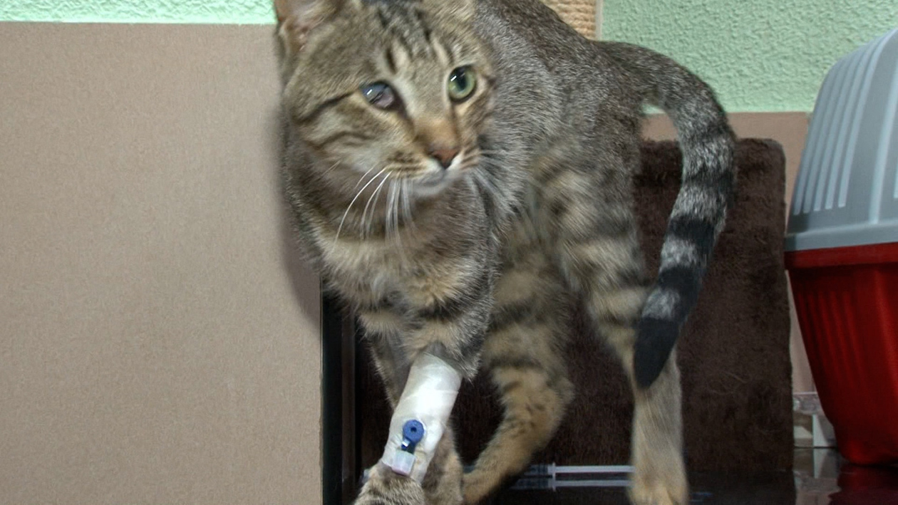 Donación de sangre en mascotas: Los requisitos y pasos para que tu perro o gato salve vidas