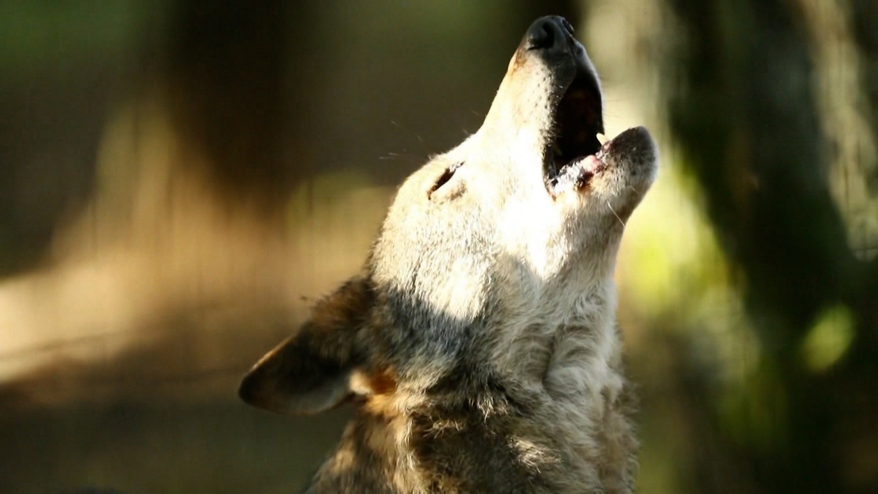 El Campo se siente marginado en la gestión del lobo