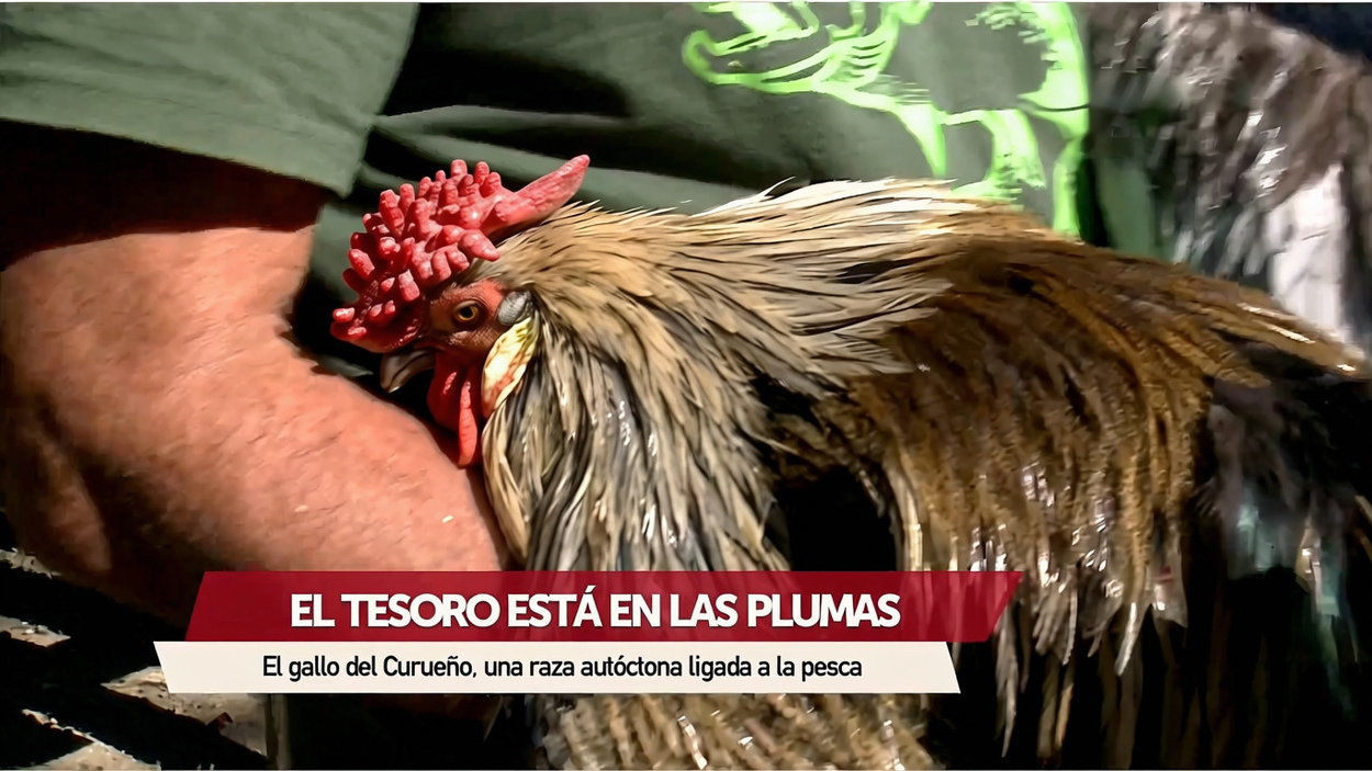 El enigma del Valle del Curueño: Los gallos de León que conquistan la pesca mundial