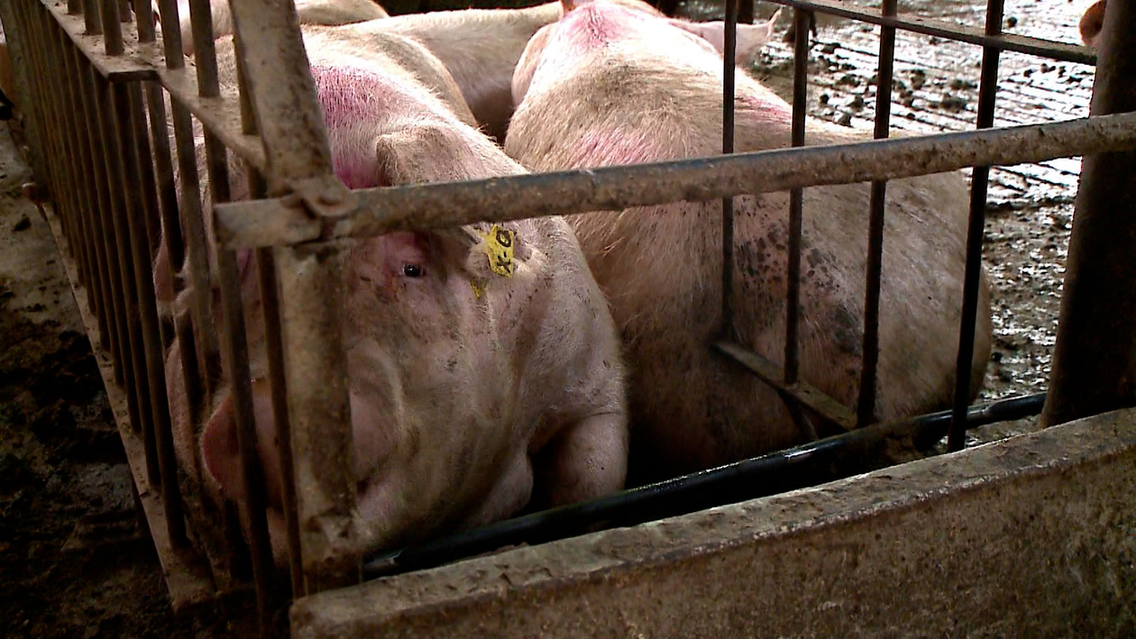 El proyecto 'Fertisos' demuestra que el purín porcino eleva un 6% la productividad frente al fertilizante tradicional